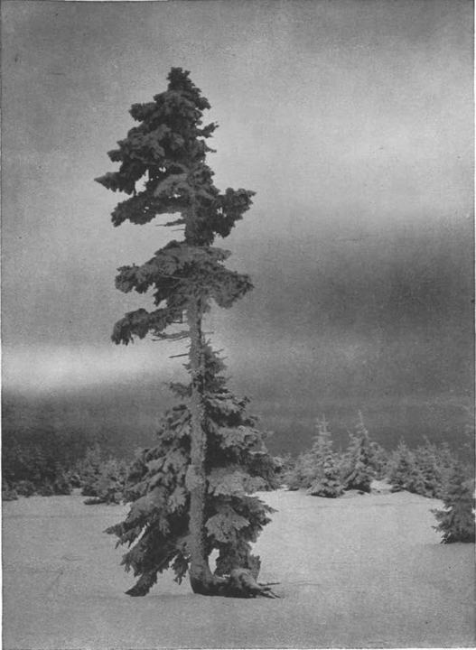 Jutro na Rogli, fotografija iz 1934.